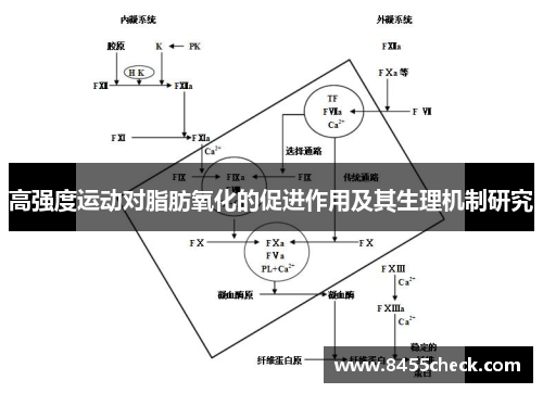 高强度运动对脂肪氧化的促进作用及其生理机制研究
